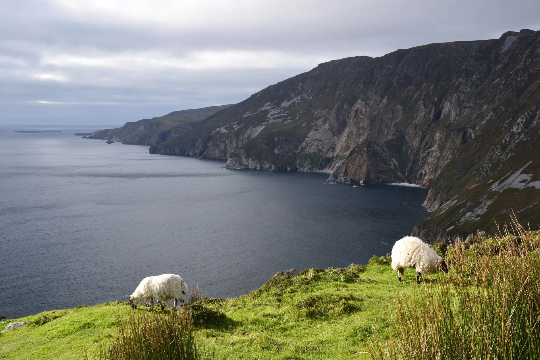 Sheep country above the Slieve League cliffs, Donegal