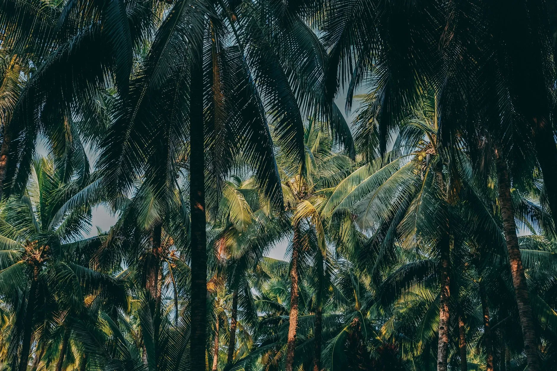 Coconut country, West Sumatra