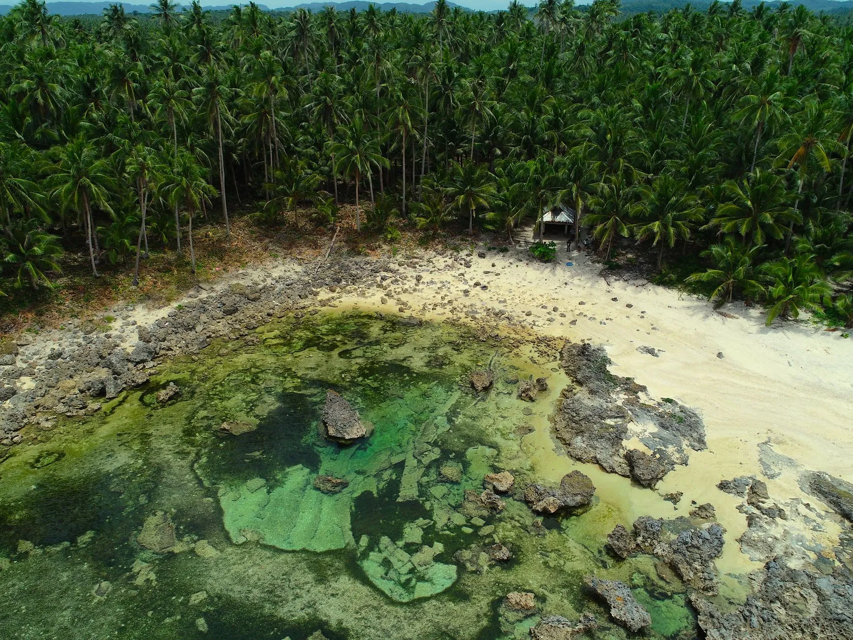 Coconut jungle and tide pools at Pilar
